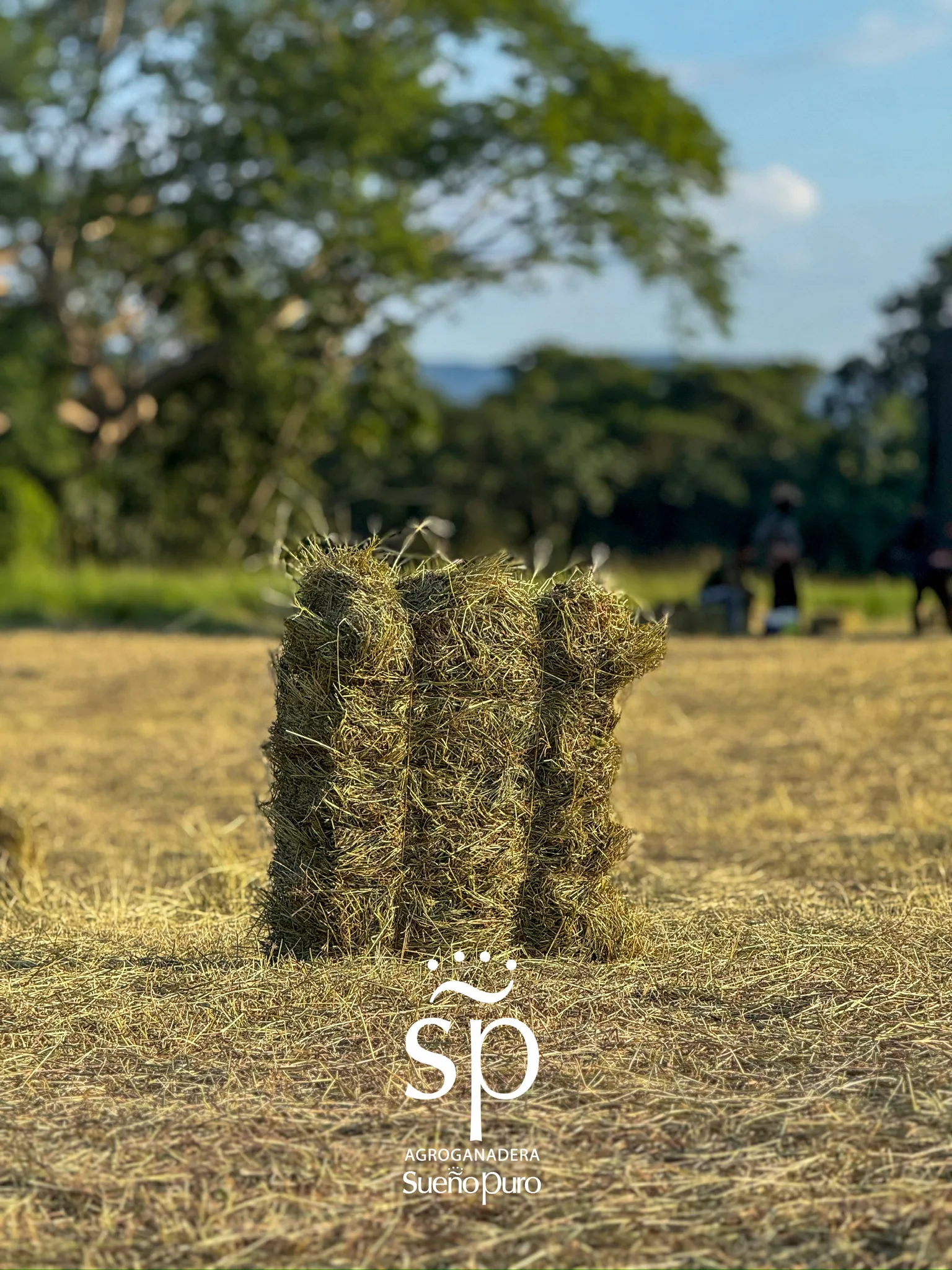 Una paca rectangular de nuestro heno de Angleton climacuna en el campo