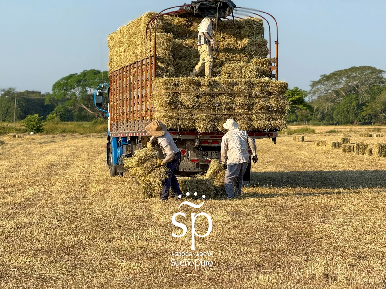 Trabajadores cargando pacas de heno en un camión en el campo.